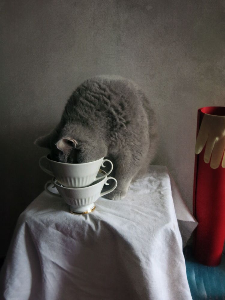Кот и лимон