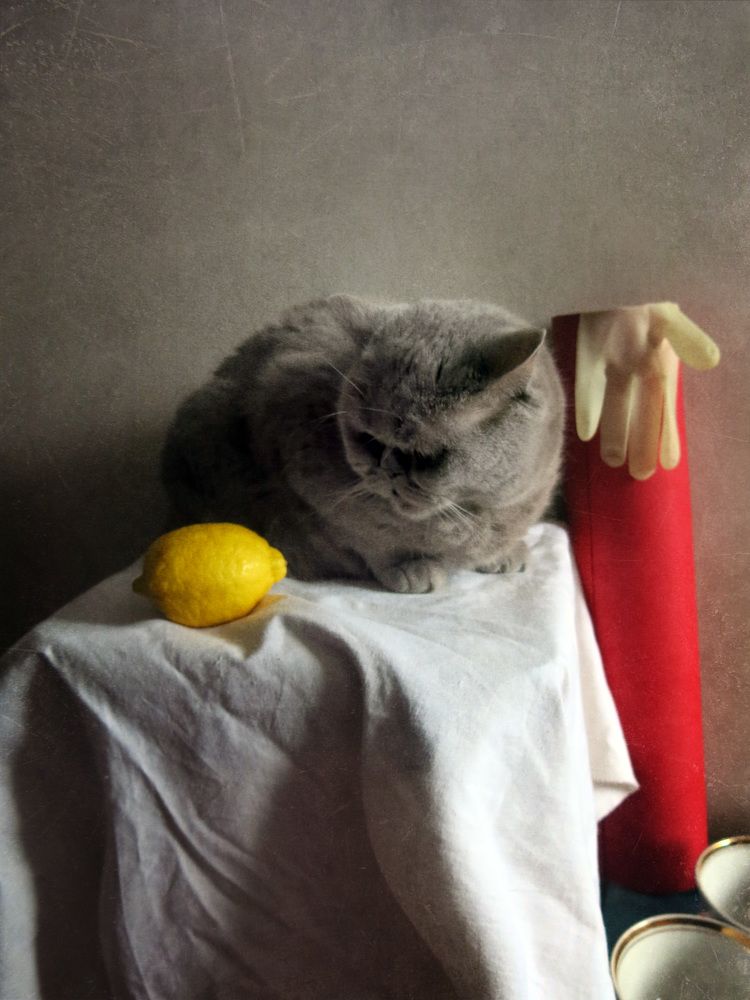 Кот и лимон