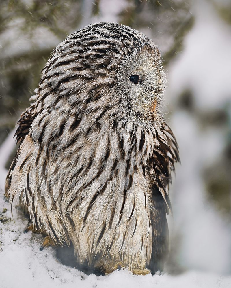 Owl in winter time