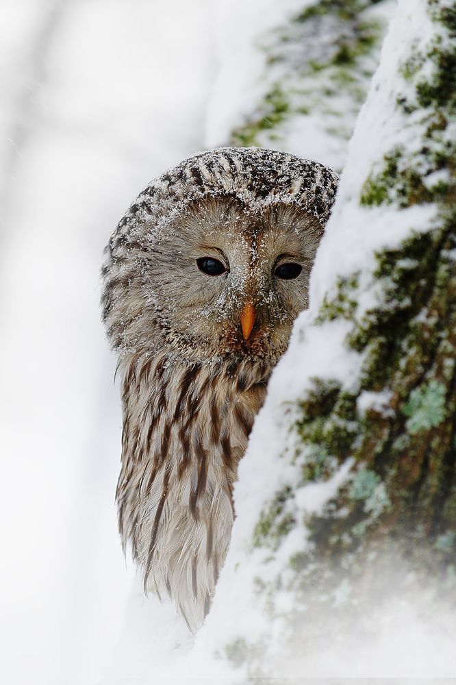 Owl in winter time
