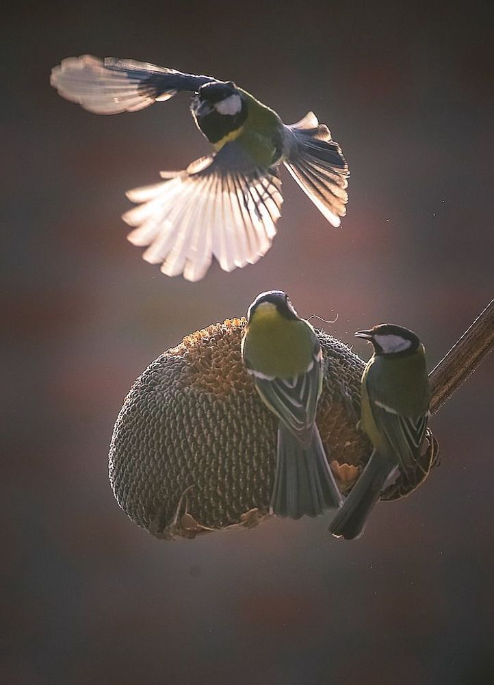 Фотосессия