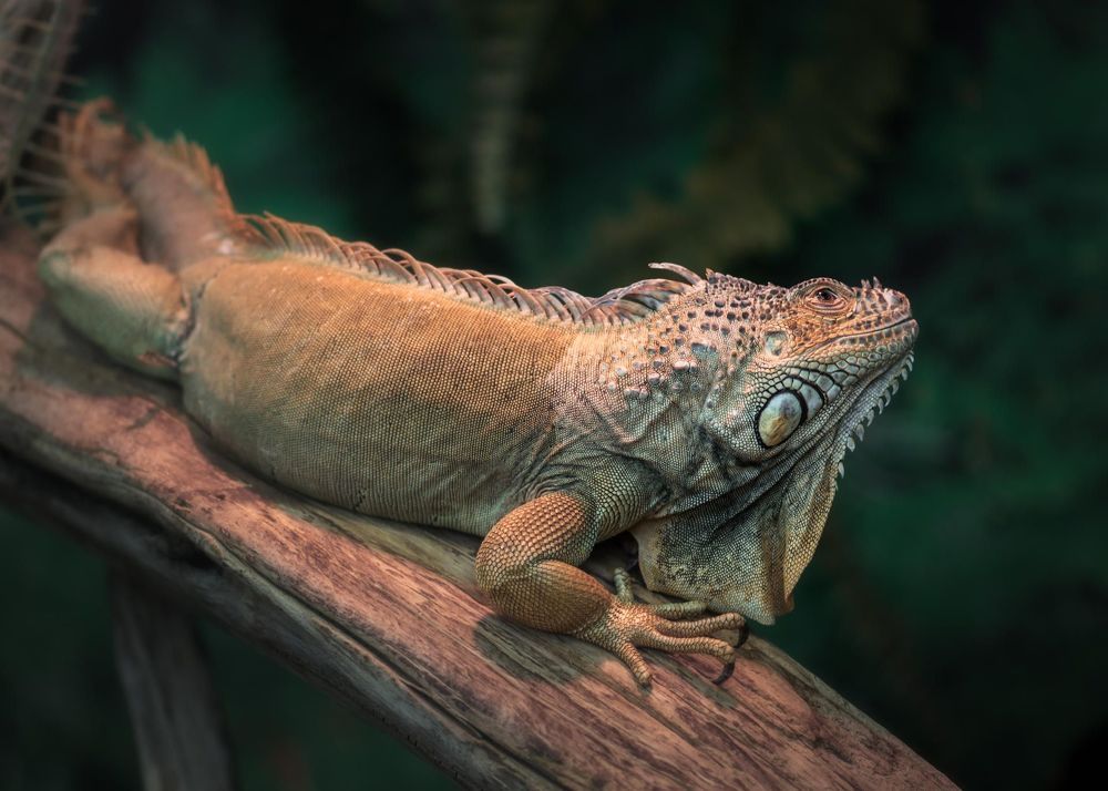 Iguana