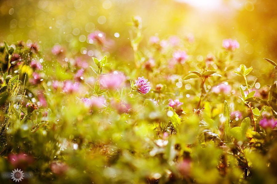 Красота вокруг нас