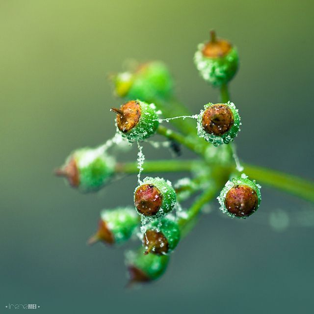 Frozen Tales