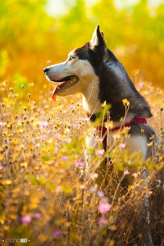Looking for Adventures