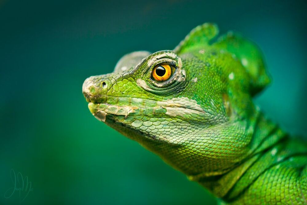 Lizand's Gaze