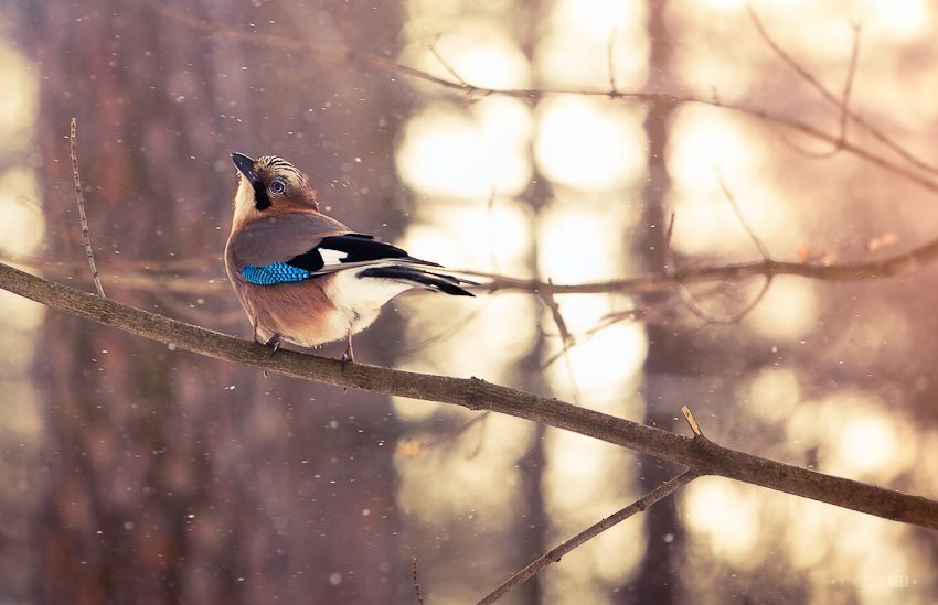 Morning Light