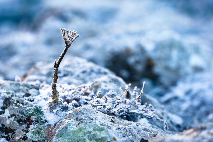Cold Dreams