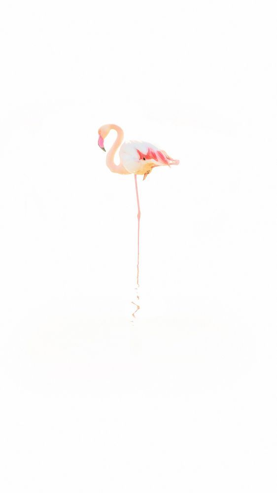 Flamingos in Sardinia, Park of Molentargius in Cagliari