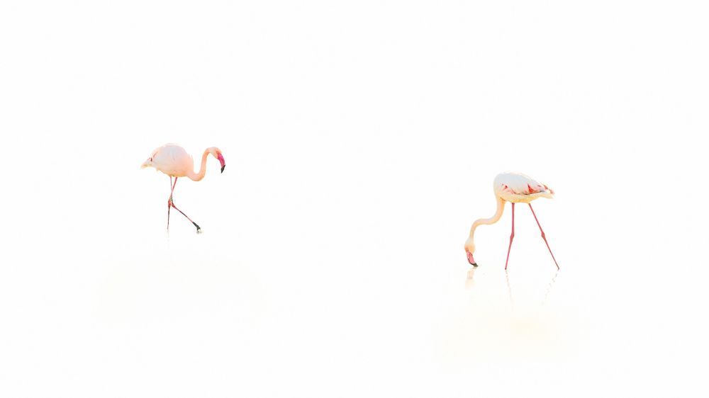 Flamingos in Sardinia, Park of Molentargius in Cagliari