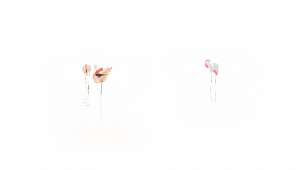 Flamingos in Sardinia, Park of Molentargius in Cagliari