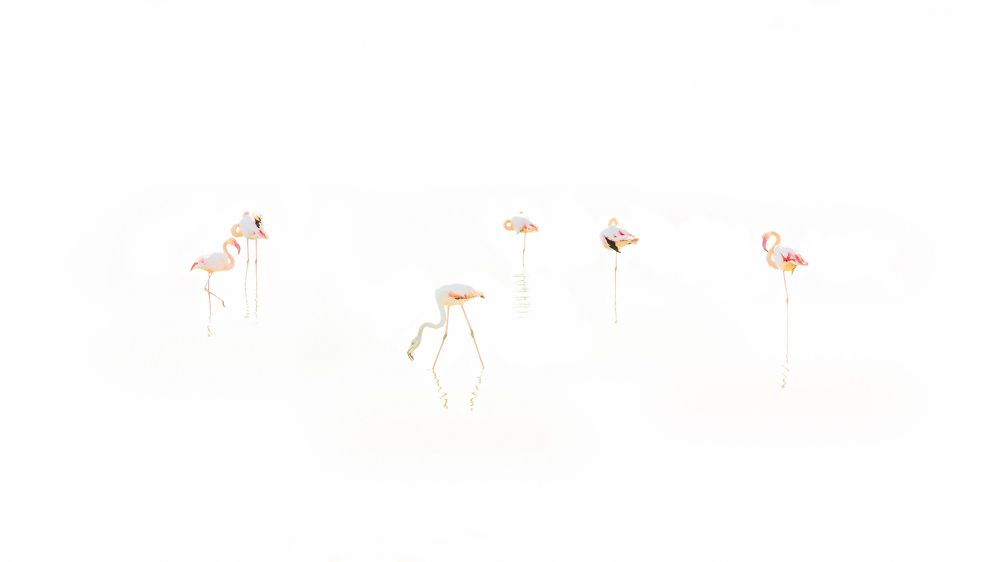 Flamingos in Sardinia, Park of Molentargius in Cagliari