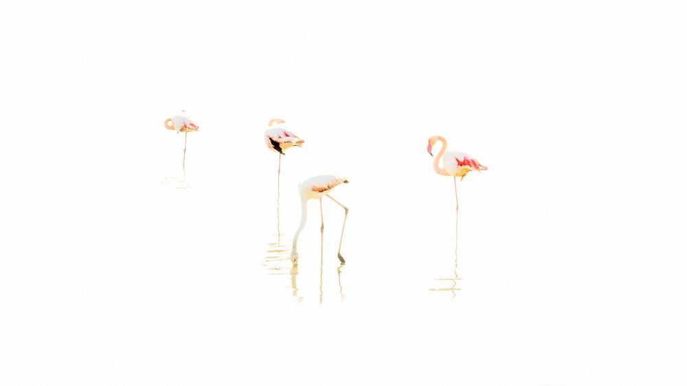 Flamingos in Sardinia, Park of Molentargius in Cagliari