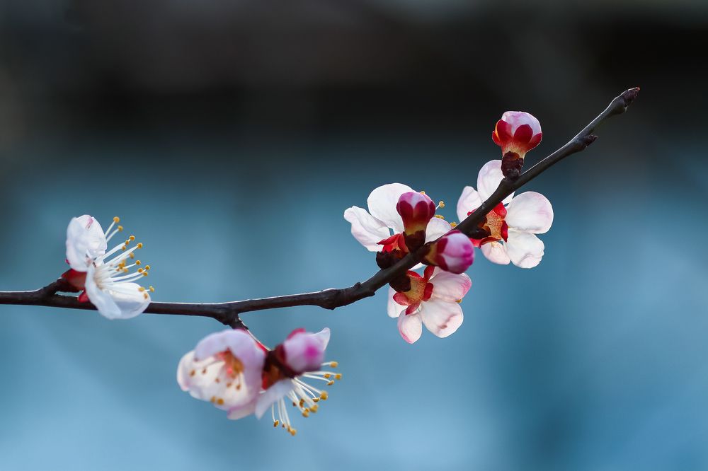 Spring has the same beauty in every year