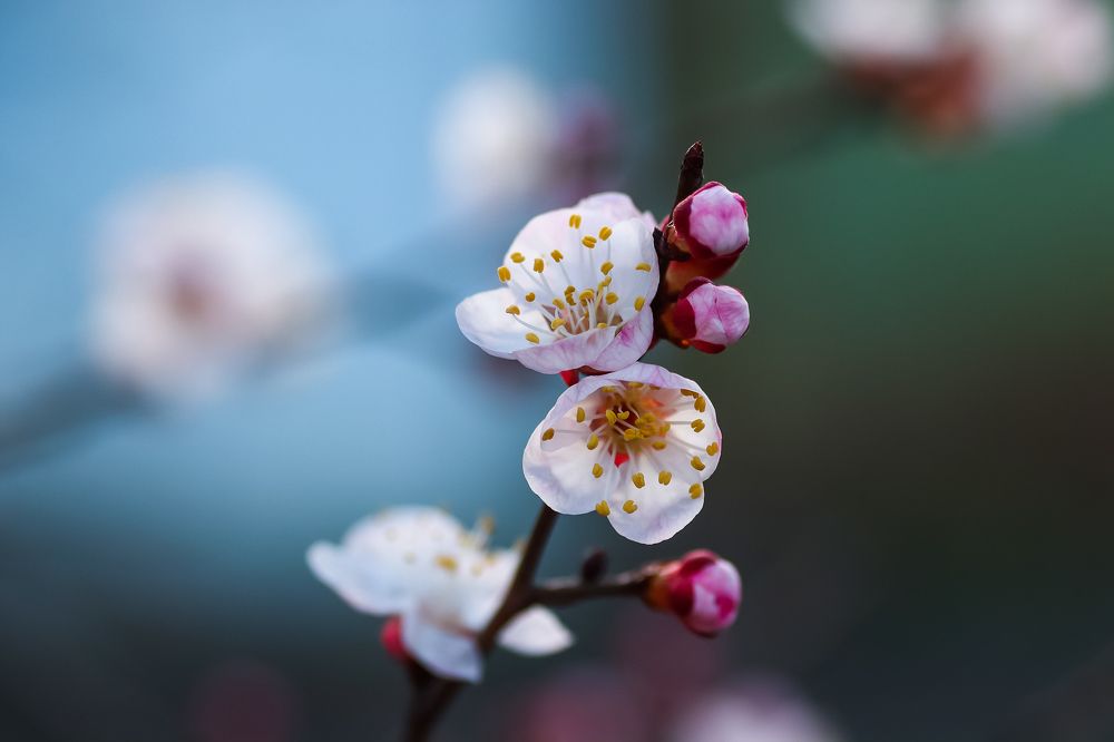 Spring has the same beauty in every year