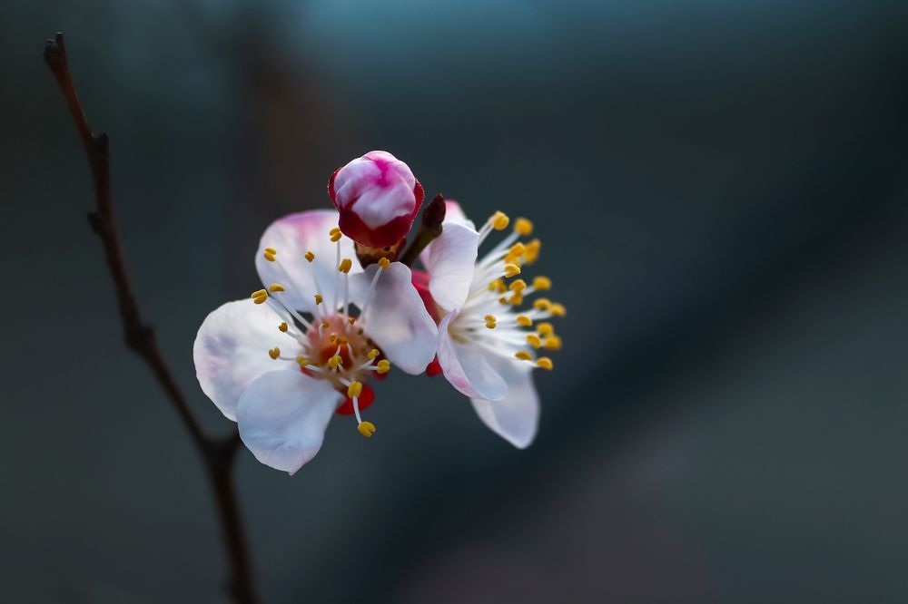 Spring has the same beauty in every year