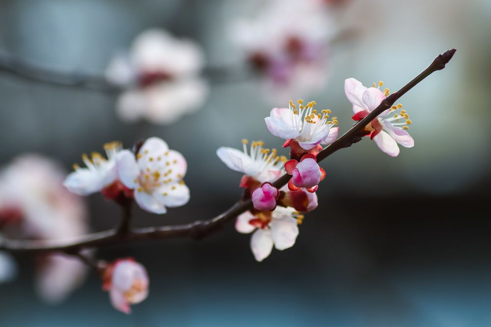 Spring has the same beauty in every year