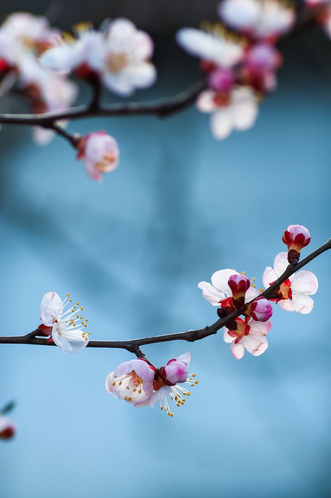 Spring has the same beauty in every year