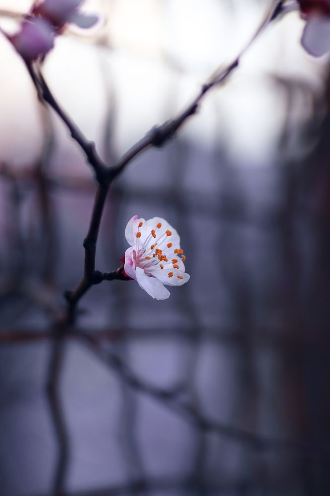 Spring has the same beauty in every year