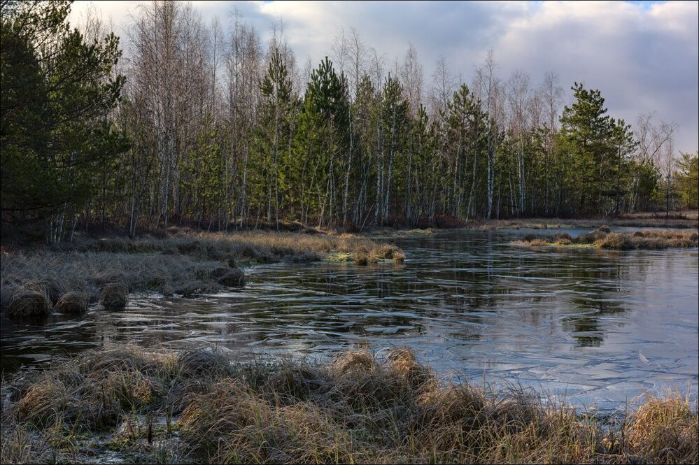 Утро у кромки леса