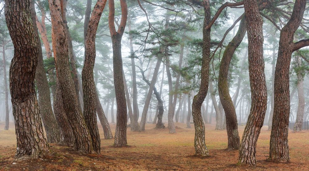 Misty fine forest of seowon