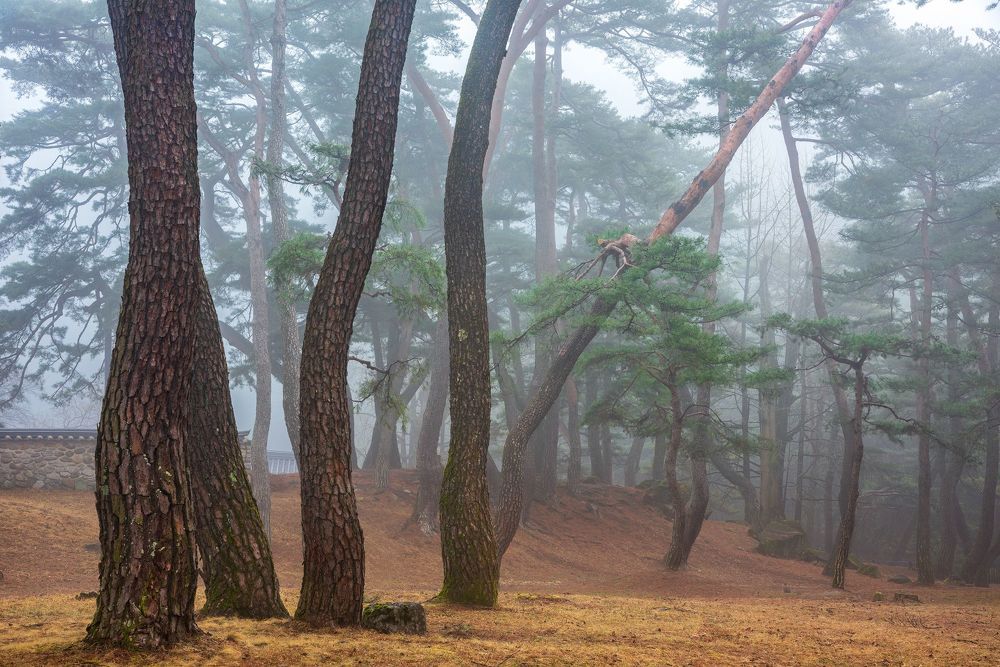 Misty fine forest of seowon