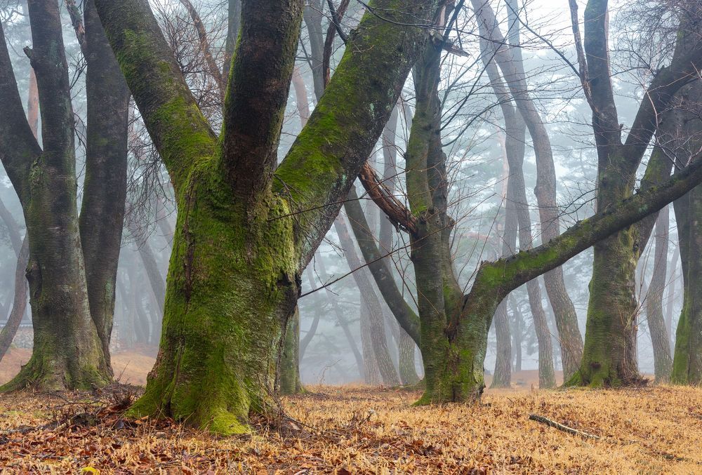 Misty fine forest of seowon