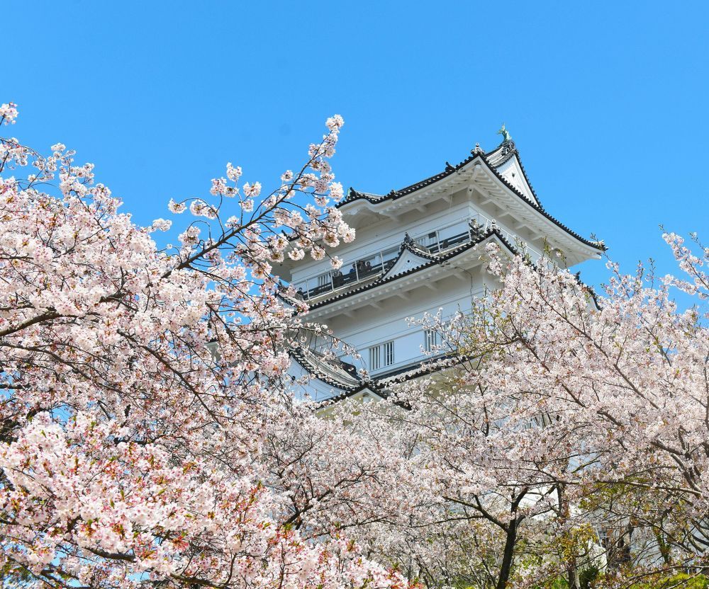 Sakura Blossom