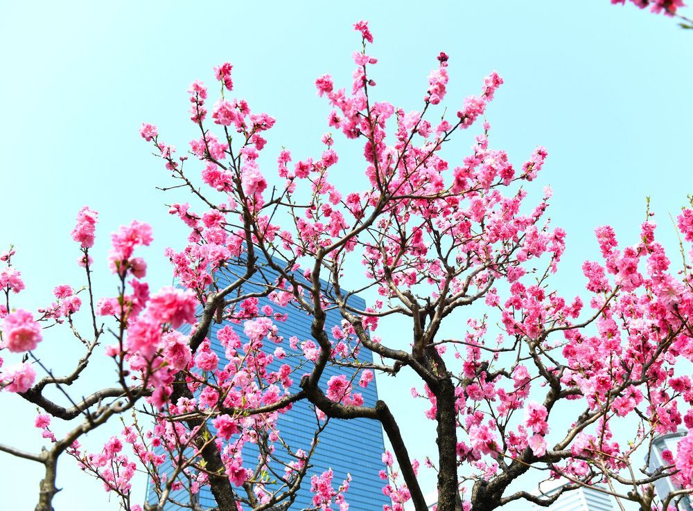 Sakura Blossom