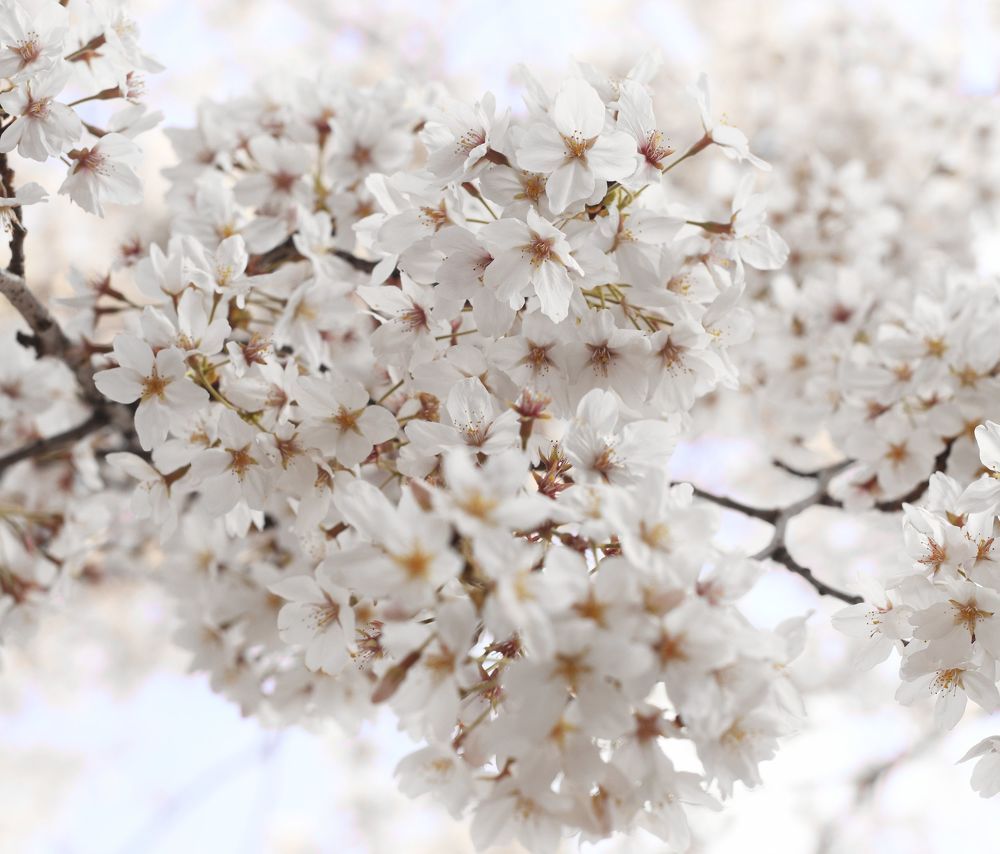 Sakura Blossom