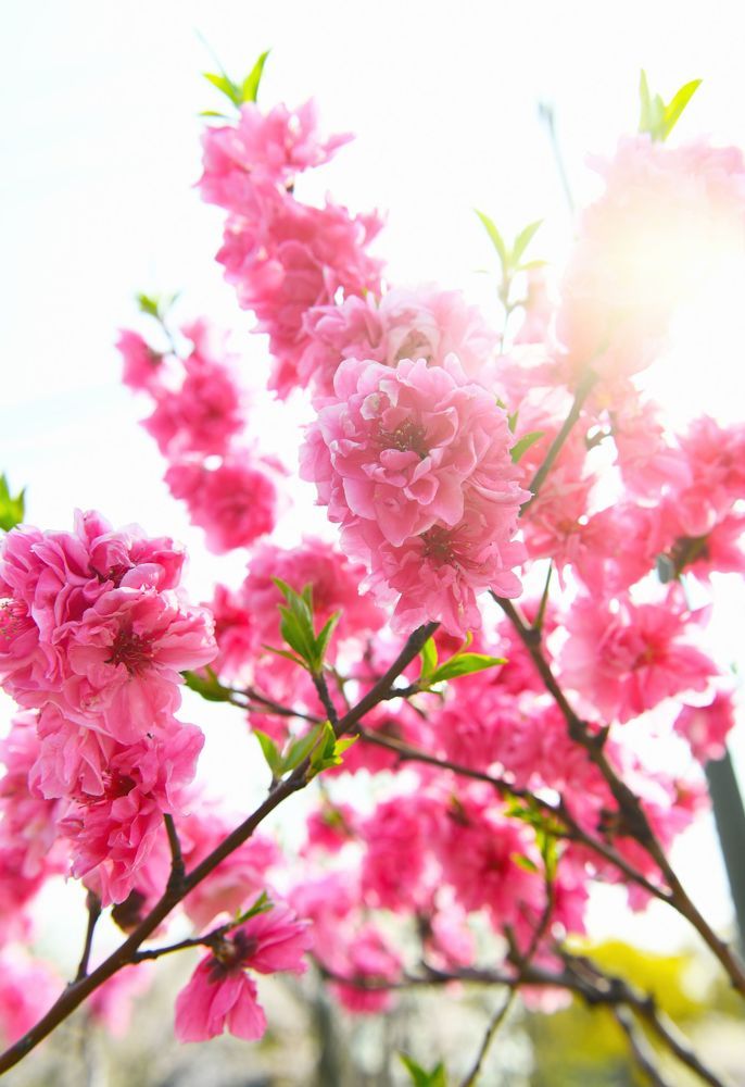 Sakura Blossom