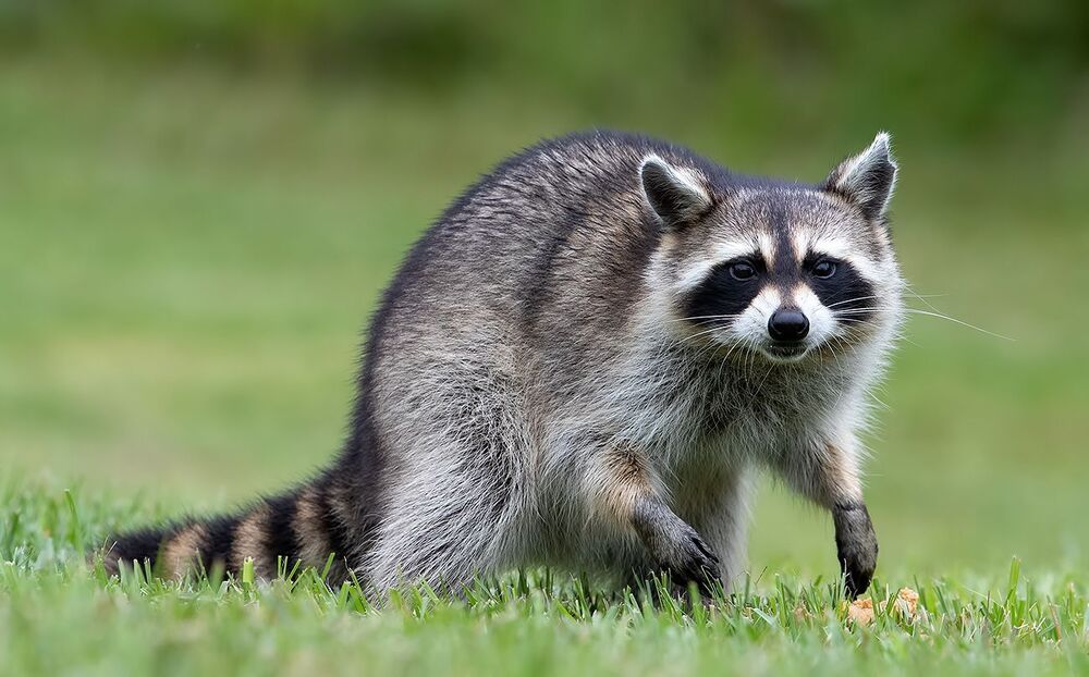 Енот-полоскун -Raccoon