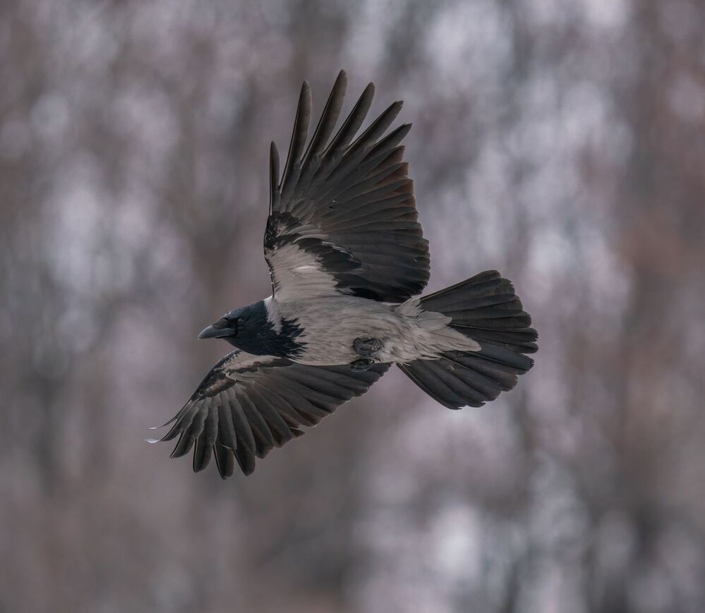 Немного из жизни Вороновского