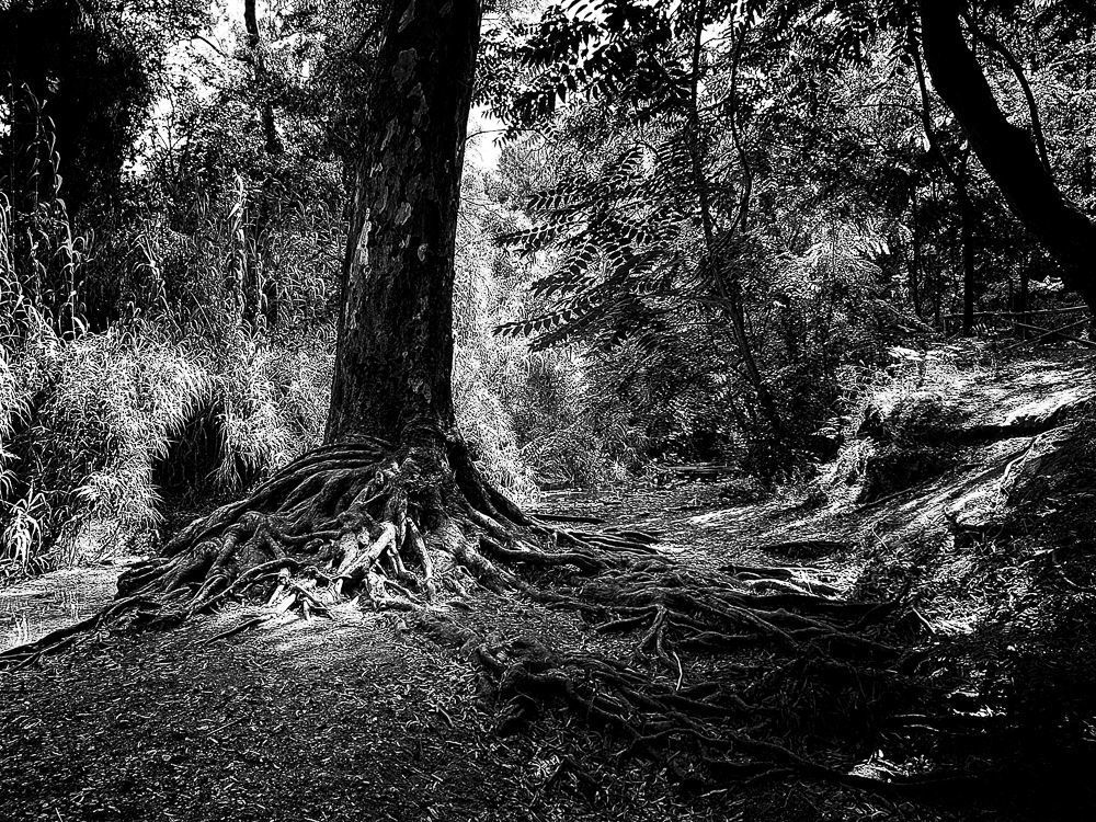 The road of trees