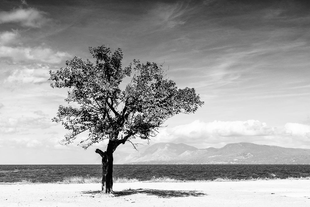 The road of trees
