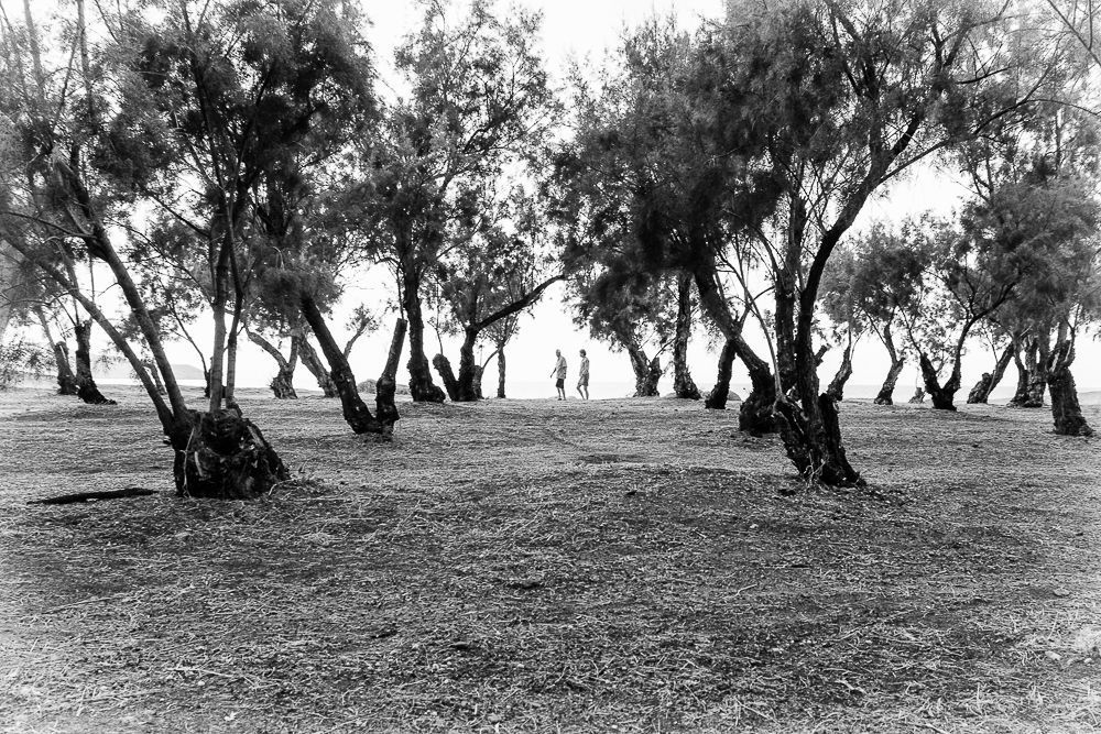 The road of trees