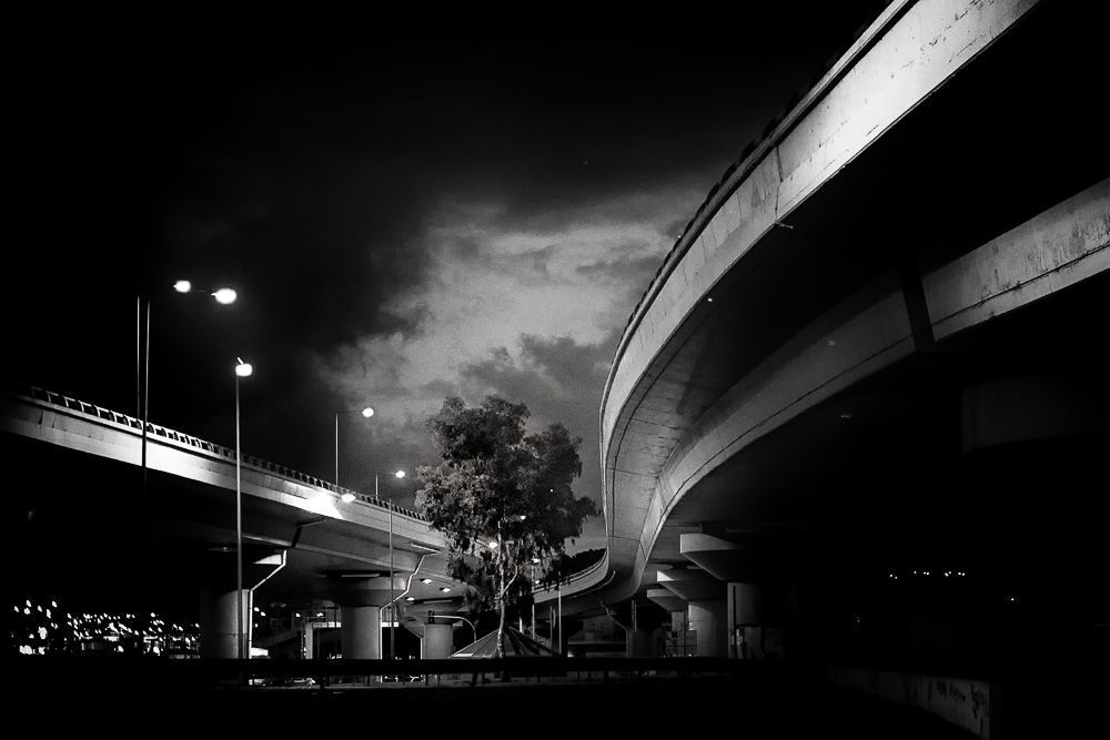 The road of trees