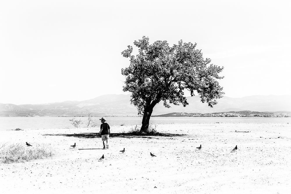 The road of trees