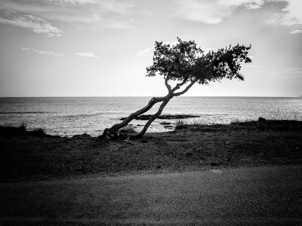 The road of trees