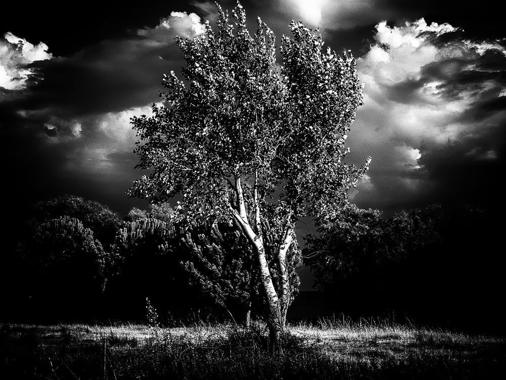 The road of trees