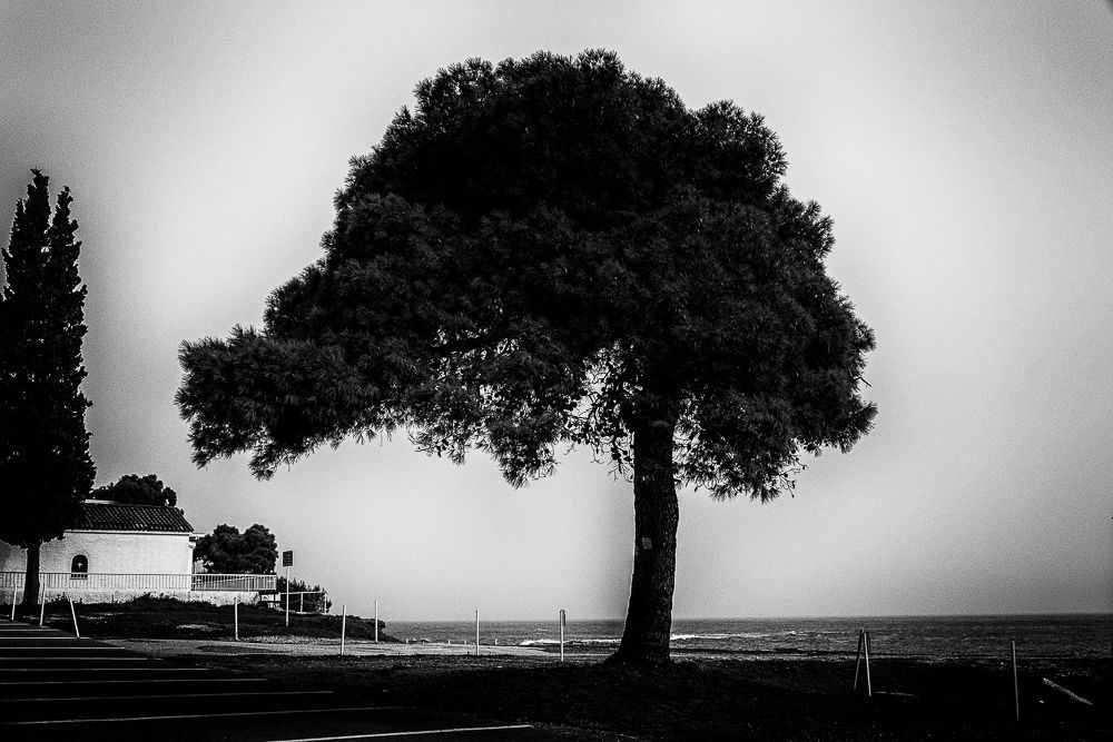 The road of trees