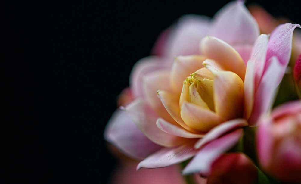 Kalanchoe blossfeldiana