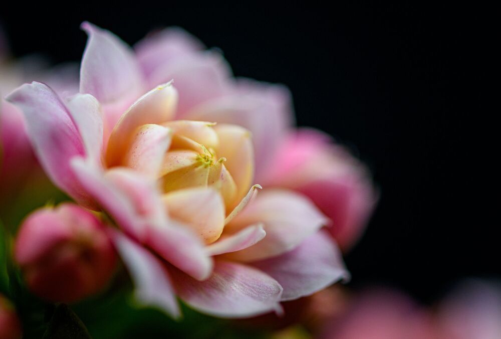 Kalanchoe blossfeldiana