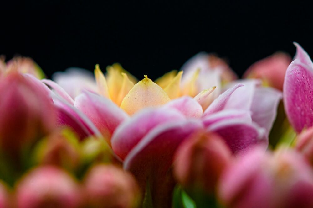 Kalanchoe blossfeldiana
