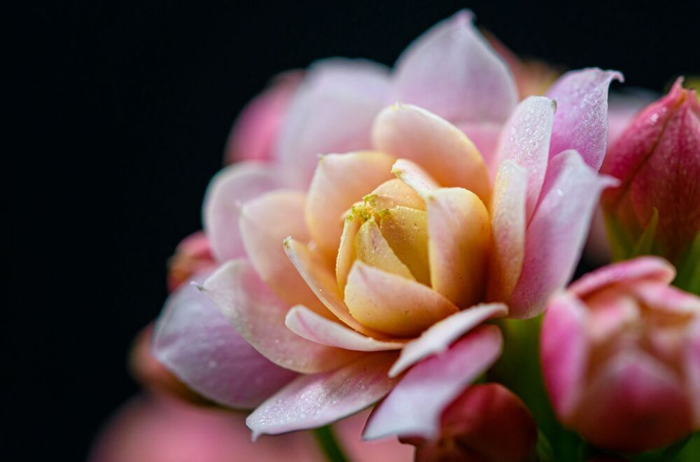 Kalanchoe blossfeldiana