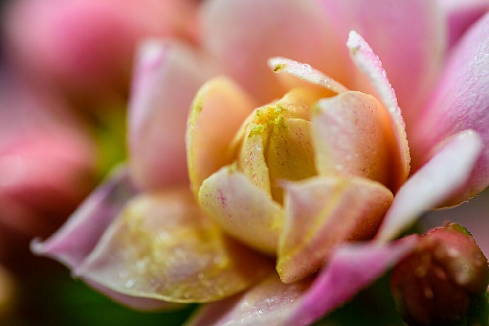Kalanchoe blossfeldiana