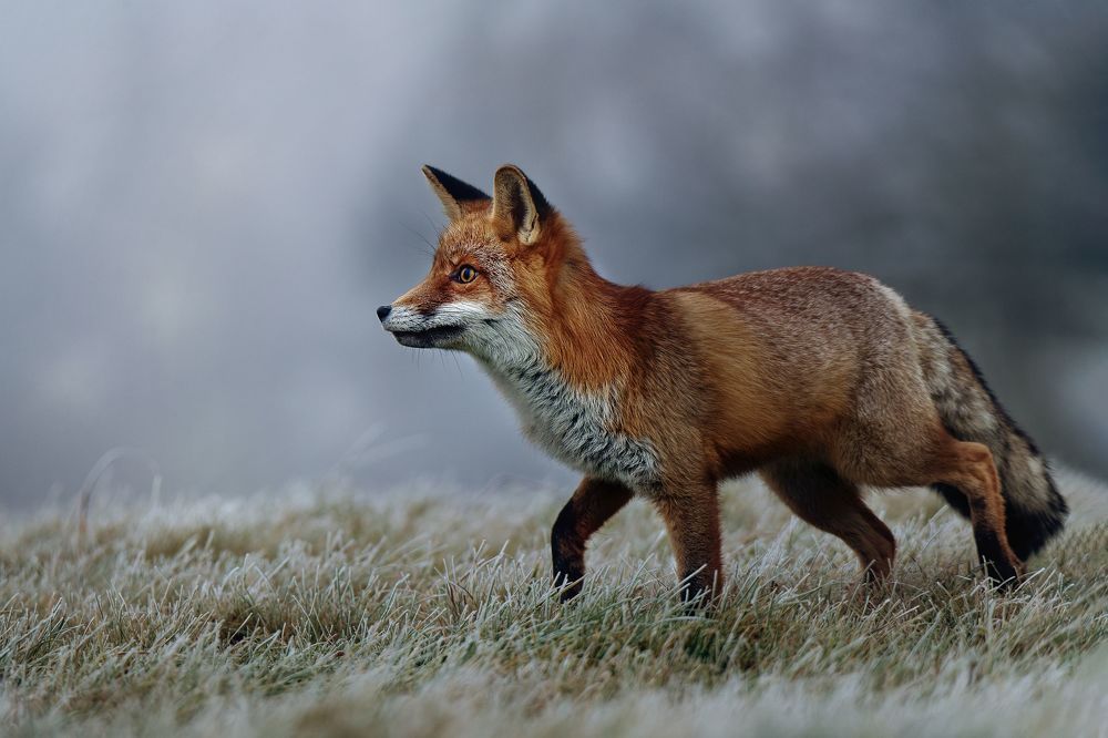 Frosty morning with redfox