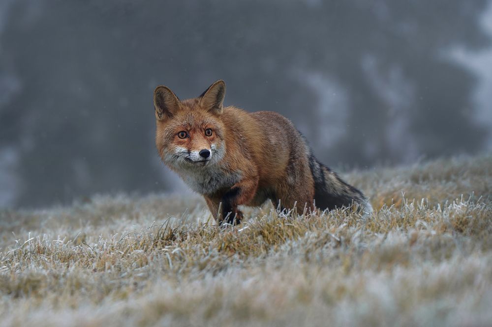Frosty morning with redfox