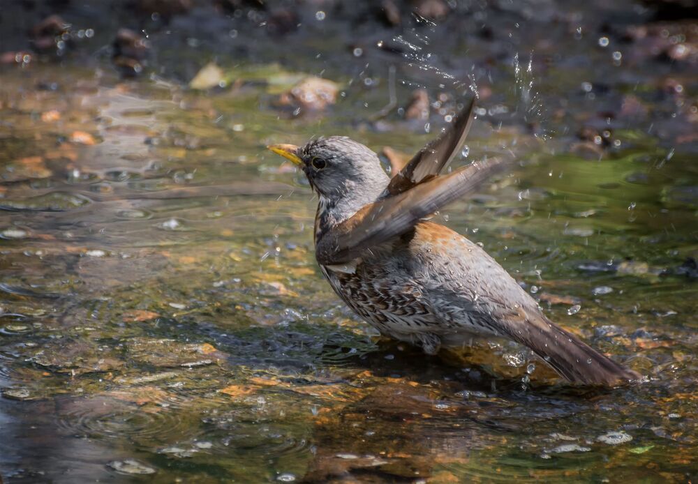 водные процедуры..