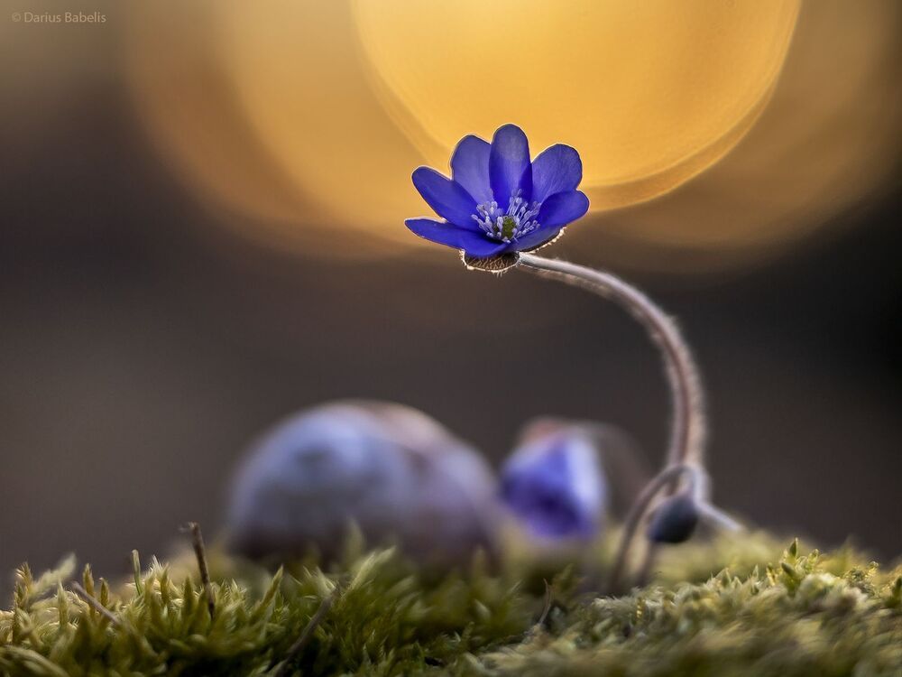 Печёночница благородная